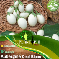 Sachet de graines & semences d'aubergine ronde blanche oeuf blanc - Plantopia Maroc