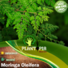 Sachet de graines & semences de Moringa Oleifera Arbre de vie - Plantopia Maroc