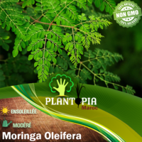 Sachet de graines & semences de Moringa Oleifera Arbre de vie - Plantopia Maroc
