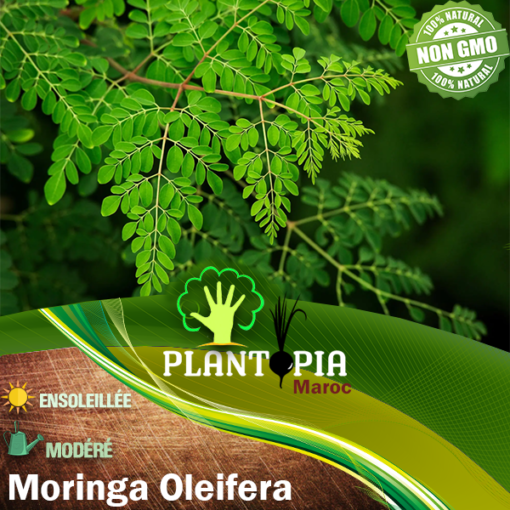 Sachet de graines & semences de Moringa Oleifera Arbre de vie - Plantopia Maroc