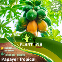 Sachet de graines & semences de Papayer tropical - Sachet de graines de Papaye - Plantopia Maroc