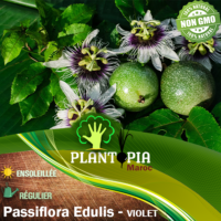 Sachet de graines & semences de Passiflora Edulis violette - Plantopia Maroc