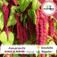 Sachet de graines & semences de fleurs Amarante Queue de renard - Plantopia Maroc