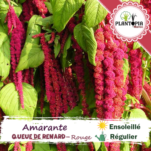 Sachet de graines & semences de fleurs Amarante Queue de renard - Plantopia Maroc