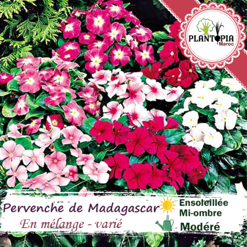 Sachet de graines & semences de fleurs Pervenche de Madagascar mélange de couleur - Plantopia Maroc