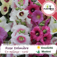 Sachet de graines & semences de la rose tremiere melange de couleurs - Palntopia Maroc
