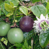 Site de vente de graines tropicales - Graines & semences de grenadille fruit de la passion -Plantopia