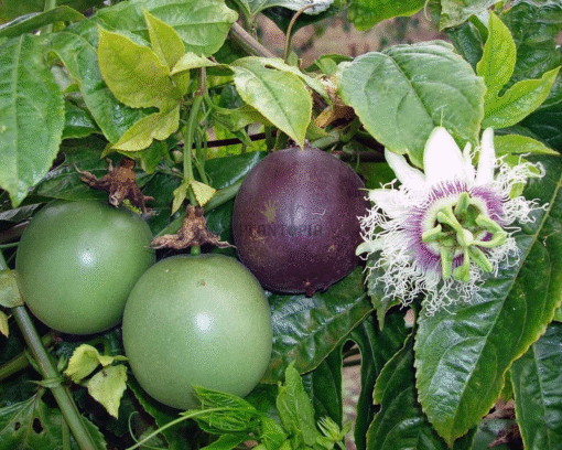Site de vente de graines tropicales - Graines & semences de grenadille fruit de la passion -Plantopia