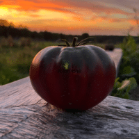 Tomate noire de Crimée chez Plantopia Maroc - Graines et semences pour jardinage urbain - Plantopia Maroc