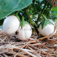 Vente & achat de graines et semences d'aubergine ronde à oeuf blanc - Plantopia Maroc