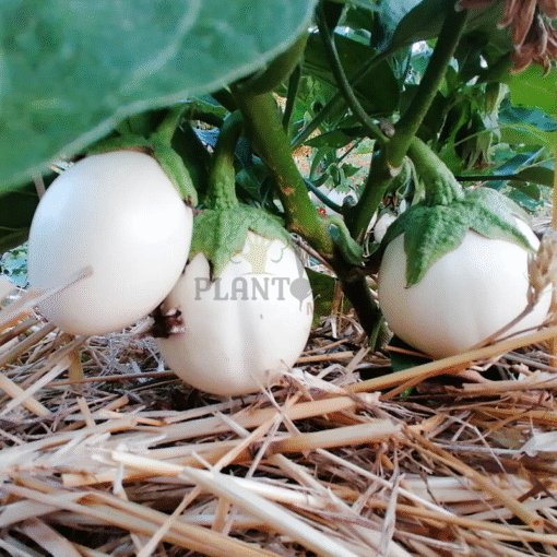 Vente & achat de graines et semences d'aubergine ronde à oeuf blanc - Plantopia Maroc