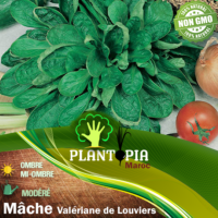 Vente achat sachet de graines & semences de Valériane Mâche coquilles de Louviers - Plantopia Maroc