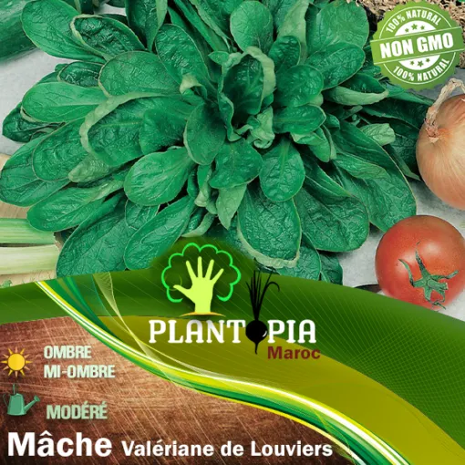 Vente achat sachet de graines & semences de Valériane Mâche coquilles de Louviers - Plantopia Maroc