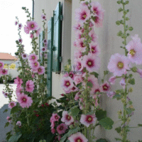 Vente de graines & semences de plante grimpante à fleurs roe tremiere à Kenitra Temara Meknes Berrechid