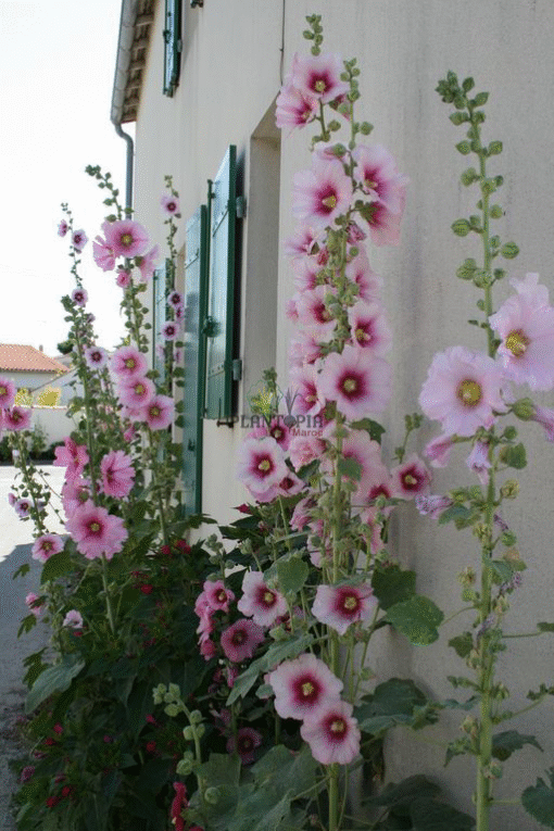 Vente de graines & semences de plante grimpante à fleurs roe tremiere à Kenitra Temara Meknes Berrechid