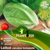 Vente de sachet de graines & semences non traitées de laitue romaine Valladolid - Plantopia Maroc