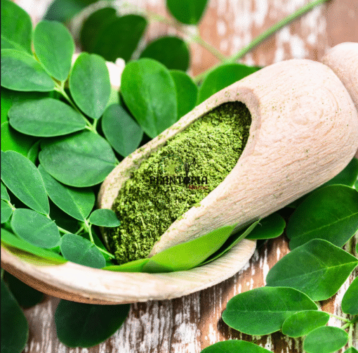 Vente et achat moringa chez Plantopia - Graines & semences de Moringa Oleifera à Essaouira Dakhla Temara