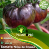 Vente et achat sachet de graines & semences de tomate noire de Crimée - Plantopia Maroc