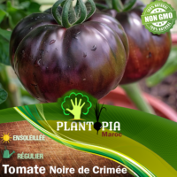 Vente et achat sachet de graines & semences de tomate noire de Crimée - Plantopia Maroc