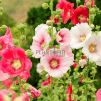 Vente sachet graines & semences de rose tremiere à Casablanca Rabat Bouskoura Marrakech Tanger Agadir Fes