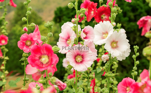 Vente sachet graines & semences de rose tremiere à Casablanca Rabat Bouskoura Marrakech Tanger Agadir Fes