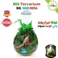Kit Bol Terrarium en forme de larme qualité prmeium avec lumiere eclairage LED - Plantopia Maroc