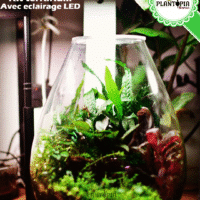 Kit terrarium Bol Chihiros chez Plantopia Maroc - Kit terrarium à Casablanca Rabat Marrakech Bouskoura Sale Fes