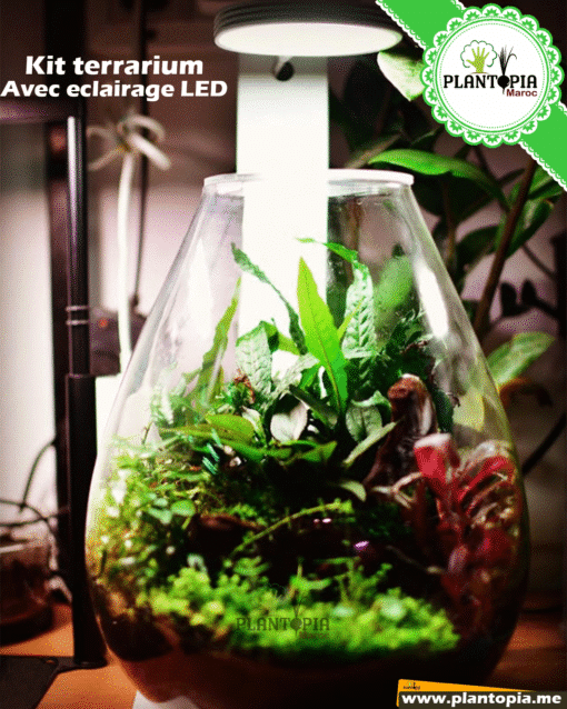 Kit terrarium Bol Chihiros chez Plantopia Maroc - Kit terrarium à Casablanca Rabat Marrakech Bouskoura Sale Fes