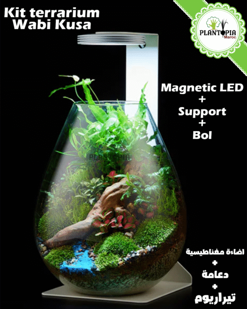 Kit terrarium Wabi Kusa à lampe LED eclairage magnetique - Plantopia Maroc