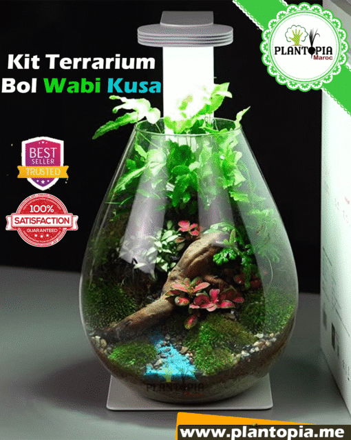 Kit terrarium Wabi Kusa avec eclairae lumiere lampe LED à Oujda Tanger Meknes Fes Houceima Settat Safi Sale