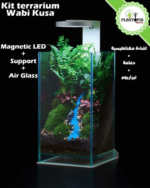 Kit terrarium cube rectangulaire Wabi Kesa avec support et eclairage magnetique LED - Plantopia Maroc