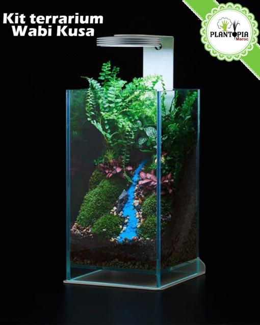 Vente Kit terrarium cube rectangulaire Wabi Kesa avec support et eclairage magnetique LED - Plantopia Maroc