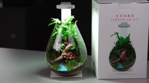 Vente terrarium à rampe LED par Plantopia Maroc à Rabat Kenitra Mehdia Beni Mellal Deroua Oujda Tetouan