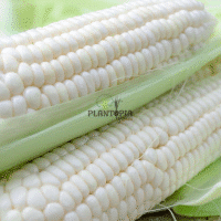 Culture de maïs blanc au Maroc - Graine & semences de mais blanc à Casablanca Rabat Marrakech Tanger Fes