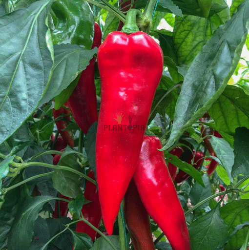 Culture de poivron & piment doux turc Yaglik Kapya au Maroc - Semences de long poivron rouge turc chez Plantopia Maroc