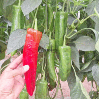 Graines & semences de poivron rouge turc Yaglik Kapya en vente à Casablanca Bouskoura Rabat Marrakech