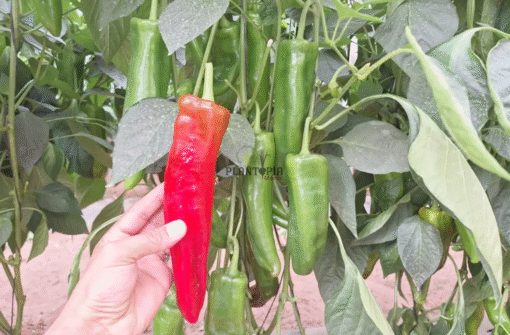Graines & semences de poivron rouge turc Yaglik Kapya en vente à Casablanca Bouskoura Rabat Marrakech