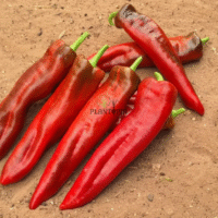 Site web specialisé en vente de graines & semences de poivron et piment doux Yaglik Kapya - Plantopia Maroc