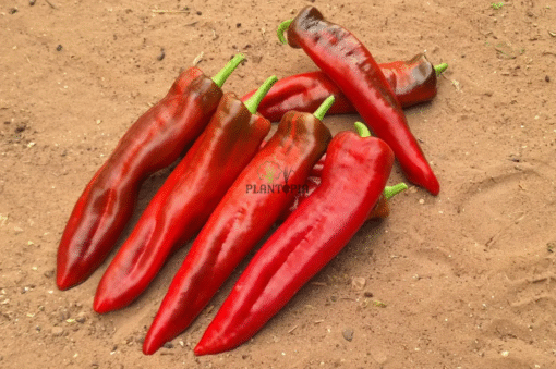 Site web specialisé en vente de graines & semences de poivron et piment doux Yaglik Kapya - Plantopia Maroc