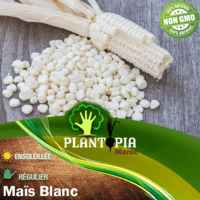 Vente sachet de graines et semences variété ancienne de maïs blanc protéiné à farine - Plantopia Maroc