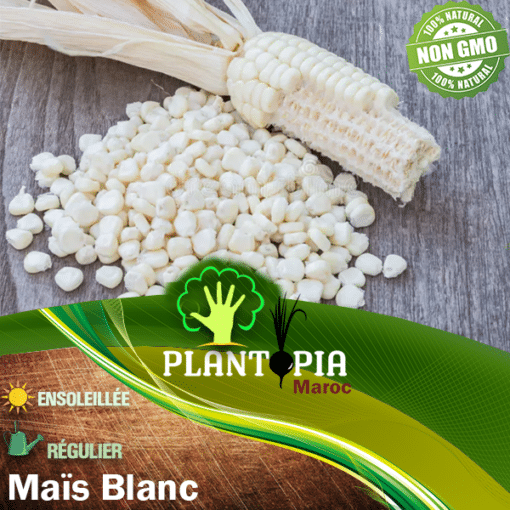 Vente sachet de graines et semences variété ancienne de maïs blanc protéiné à farine - Plantopia Maroc