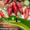 Vente sachet de graines & semences potagères de Poivron doux turc Yaglik Kapya - Plantopia Maroc