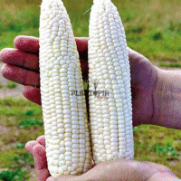White corn seeds in Morocco - بيع بذور الذرة البيضاء في المغرب بذور الذرة البيضاء في الدارالبيضاء طنجة مراكش سلا فاس