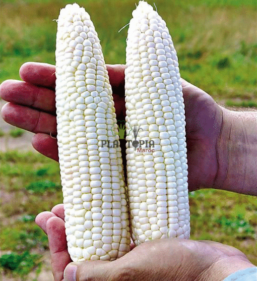White corn seeds in Morocco - بيع بذور الذرة البيضاء في المغرب بذور الذرة البيضاء في الدارالبيضاء طنجة مراكش سلا فاس