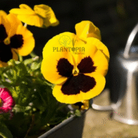 Culture de fleur comestible pensée jaune et vente de ses graines chez Plantopia Maroc