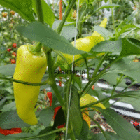 Culture de piment jaune Amarillo Ros De Mallorca et récoltre de graines chez Plantopia Maroc
