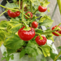Culture de piment tomate en pot et pleine terre au Maroc par Plantopia - Production graines piment tomate