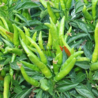 Culture et recolte des graines de piment & poivron ornement chez Plantopia Casablanca Rabat Tanger Sale