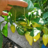 Culture urbaine au Maroc du piment boule et poivron cerise chez Plantopia Casablanca Rabat Marrakech