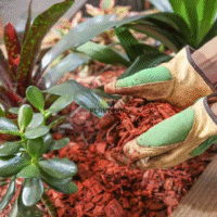Ecorces de pin maritime pour paillage naturel des plantes en vente à Casablanca Rabat Marrakech Tanger